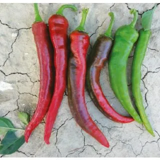 Compra PIMIENTO CORNO DI CAPRA FRANCO (1.000 Semillas). en la tienda online Fito Agrícola