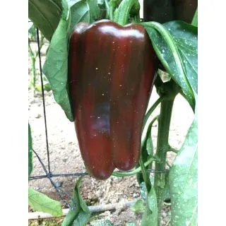 Compra PIMIENTO CROWN F1 (1000 Semillas). en la tienda online Fito Agrícola