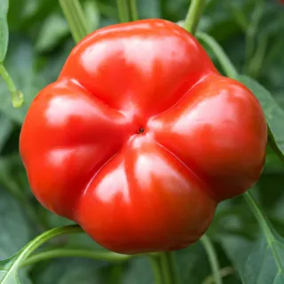 Compra PIMIENTO ROJO D´ASTI ECOLÓGICO (10 gr.). en la tienda online Fito Agrícola