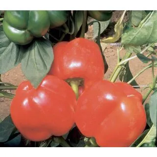 Compra PIMIENTO CUNEO ROSSO F1 (1.000 Semillas) en la tienda online Fito Agrícola