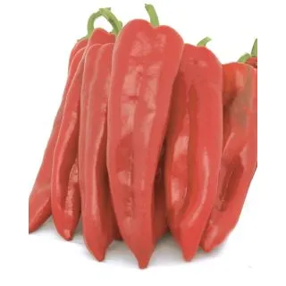 Compra PIMIENTO DIABLO F1 (25.000 Semillas) en la tienda online Fito Agrícola