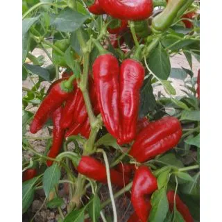 Compra PIMIENTO DOLCETTO F1 (5.000 Semillas) en la tienda online Fito Agrícola