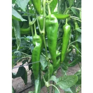 Compra PIMIENTO DREAMER F1 (1000 Semillas). en la tienda online Fito Agrícola