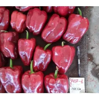 Compra PIMIENTO DURATON F-1 (1.000 Semillas). en la tienda online Fito Agrícola