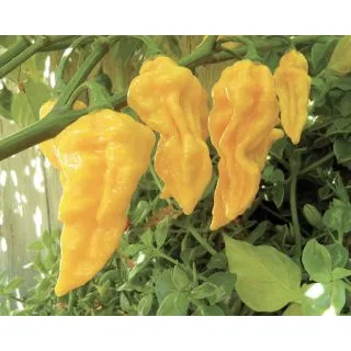 Compra PIMIENTO FATALII YELLOW (500 Semillas) en la tienda online Fito Agrícola