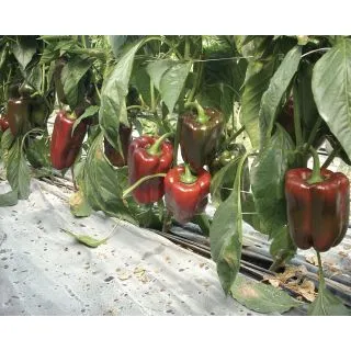 Compra PIMIENTO FLAMINIO F1 (1.000 Semillas) en la tienda online Fito Agrícola