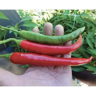 Compra PIMIENTO FUEGO F1 (1.000 Semillas) en la tienda online Fito Agrícola