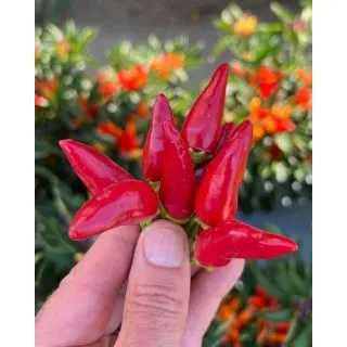 Compra PIMIENTO FUOCO DELLA PRATERIA (500 Semillas) en la tienda online Fito Agrícola