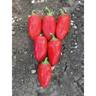 Compra PIMIENTO FURRET F1 (500 Semillas). en la tienda online Fito Agrícola