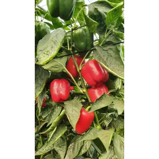 Compra PIMIENTO GALOPER F1 (1000 Semillas) en la tienda online Fito Agrícola