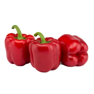 Compra PIMIENTO GAUDI F1 (1000 Semillas) en la tienda online Fito Agrícola