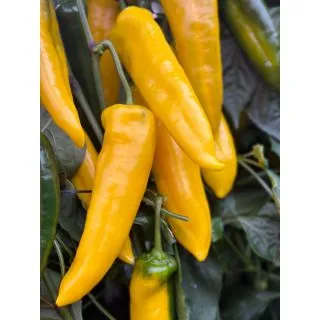 Compra PIMIENTO GIANELLI F-1 (1.000 Semillas) en la tienda online Fito Agrícola