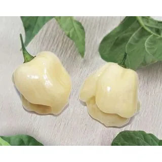 Compra PIMIENTO HABANERO BIANCO F1 (500 Semillas) en la tienda online Fito Agrícola