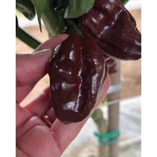 Compra PIMIENTO HABANERO CHOCOLATE F1 (500 Semillas) en la tienda online Fito Agrícola
