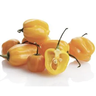 Compra PIMIENTO HABANERO GIALLO F1 (500 Semillas) en la tienda online Fito Agrícola