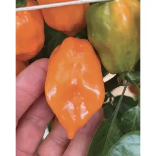 Compra PIMIENTO HABANERO ORANGE F1 (500 Semillas) en la tienda online Fito Agrícola