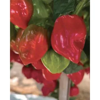 Compra PIMIENTO HABANERO ROSSO F1 (500 Semillas) en la tienda online Fito Agrícola