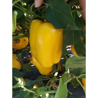 Compra PIMIENTO IBERICO F-1 (1.000 Semillas). en la tienda online Fito Agrícola