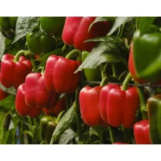 Compra PIMIENTO INGENYO F1 (1000 Semillas) en la tienda online Fito Agrícola