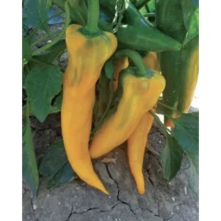 Compra PIMIENTO ISIDE F1 (1.000 Semillas) en la tienda online Fito Agrícola