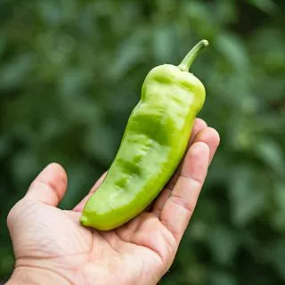 Compra PIMIENTO COSSIMO RZ F1 Precisión (1.000 Semillas). en la tienda online Fito Agrícola