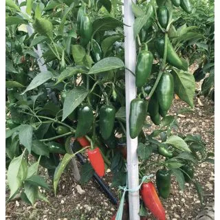 Compra PIMIENTO JALAPLUS F1 (500 Semillas) en la tienda online Fito Agrícola