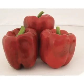 Compra PIMIENTO JOLLY ROSSO F1 (1.000 Semillas) en la tienda online Fito Agrícola