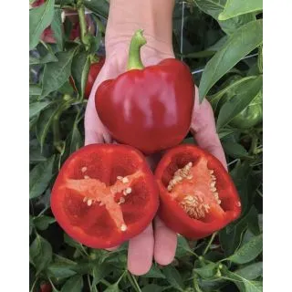 Compra PIMIENTO KALABRY F1 (1.000 Semillas) en la tienda online Fito Agrícola