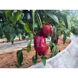 Compra PIMIENTO LOURDES F-1 (1.000 Semillas). en la tienda online Fito Agrícola