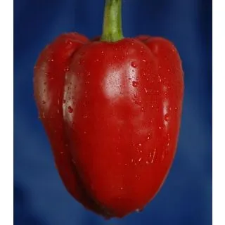 Compra PIMIENTO MORRÓN MS6 en la tienda online Fito Agrícola