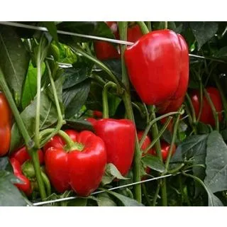 Compra PIMIENTO NAZGUL F1 (1.000 Semillas). en la tienda online Fito Agrícola