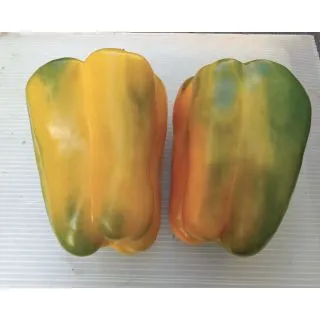 Compra PIMIENTO OROGIALLO F1 (1.000 Semillas) en la tienda online Fito Agrícola