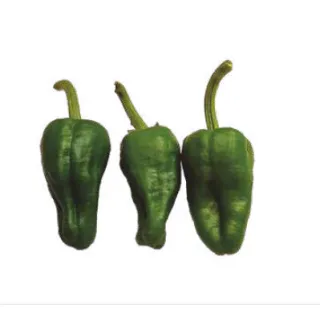 Compra PIMIENTO PADRÓN Sel. Batllepro (1000 Semillas). en la tienda online Fito Agrícola