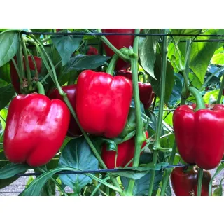 Compra PIMIENTO PCR 147 F1 (1.000 Semillas). en la tienda online Fito Agrícola