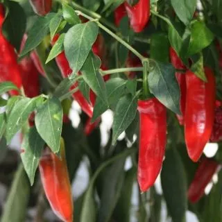 Compra PIMIENTO SERENADE F1 Sin Tratar (1.000 Semillas) en la tienda online Fito Agrícola