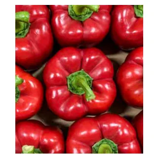 Compra PIMIENTO PIFORT F1 (1.000 Semillas) en la tienda online Fito Agrícola