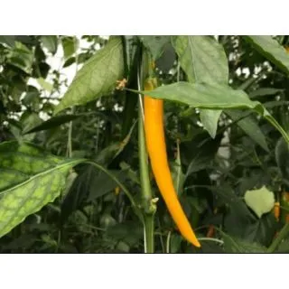 Compra PIMIENTO PULOSARI F1 (1000 Semillas). en la tienda online Fito Agrícola