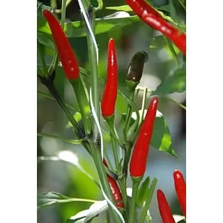 Compra PIMIENTO RAWIT XL (RED SHOW) F1 (1.000 Semillas) en la tienda online Fito Agrícola