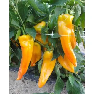 Compra PIMIENTO RINGO F1 Pregerminado (25.000 Semillas) en la tienda online Fito Agrícola