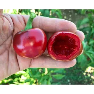 Compra PIMIENTO RODEO F1 (1.000 Semillas) en la tienda online Fito Agrícola