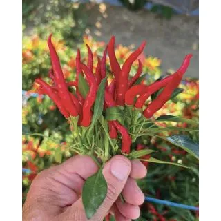 Compra PIMIENTO SALMON (500 Semillas). en la tienda online Fito Agrícola