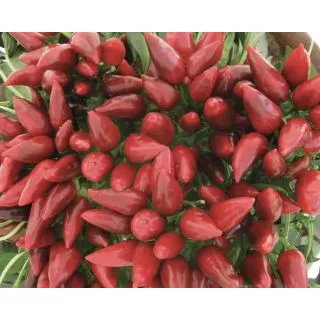 Compra PIMIENTO SALTILLO (500 Semillas) en la tienda online Fito Agrícola