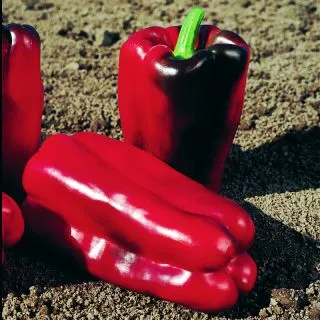 Compra PIMIENTO SAMSON F1 (1000 Semillas). en la tienda online Fito Agrícola