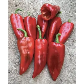 Compra PIMIENTO SANNITA F1 (1.000 Semillas) en la tienda online Fito Agrícola