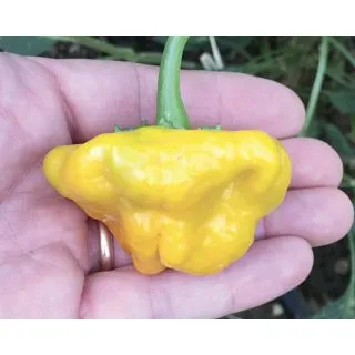 Compra PIMIENTO SCOTCH BONNET GIALLO (500 Semillas) en la tienda online Fito Agrícola