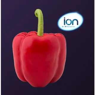 Compra PIMIENTO SERKET F1 (1000 Semillas). en la tienda online Fito Agrícola