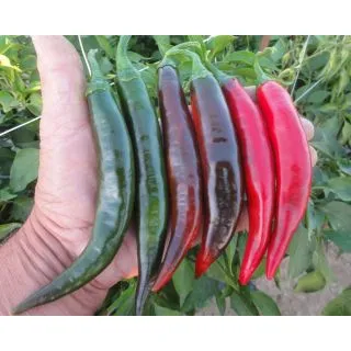Compra PIMIENTO SEXBOMB F1 (1.000 Semillas) en la tienda online Fito Agrícola