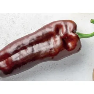 Compra PIMIENTO SWEET PALERMO CHOCOLATE MS6 en la tienda online Fito Agrícola