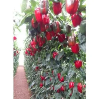 Compra PIMIENTO TESTUDO F-1 (1.000 Semillas). en la tienda online Fito Agrícola