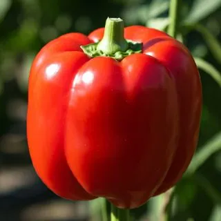 Compra PIMIENTO MIKEL F1 (1000 Semillas). en la tienda online Fito Agrícola